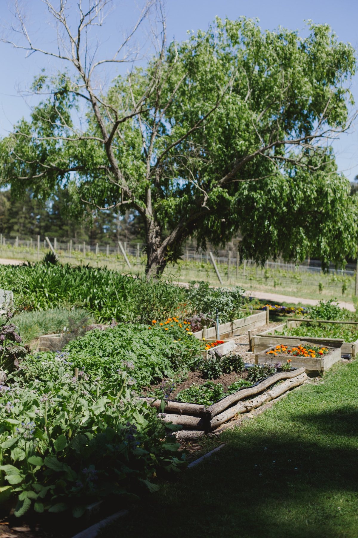 Raised vegetable beds and herbs beneath the trees in Melfort’s kitchen garden